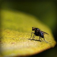 /album/tiosiprohil/photolia-a07-jpg/